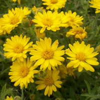 Heterotheca villosa flower